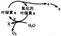 光合色素的紙層析實(shí)驗(yàn)分析與推測(cè)