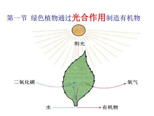 綠色植物通過(guò)光合作用制造有機(jī)物 生物界的基礎(chǔ)過(guò)程