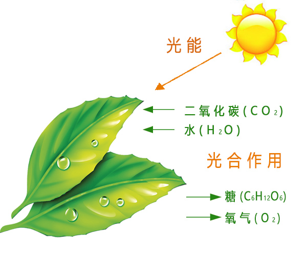 果樹(shù)光合作用最大化的關(guān)鍵因素與管理策略